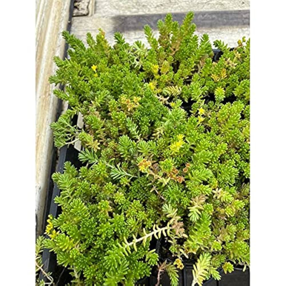 完売　　紅葉中！森で野生化超絶ワイルド【モリムラマンネングサ】セダム＊多肉植物 完売 紅葉中！森で野生化超絶ワイルド【モリムラマンネングサ